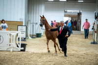 32 Arabian Mare Breeding