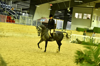 67A Arabian Hunter Pleasure Limited Horse