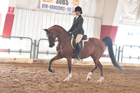 025 Arabian Hunter Pleasure JTR 15-18