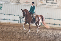 030A Arabian Hunter Pleasure JOTR 14 & Under