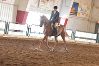 033 Arabian Sport Horse Under Saddle Junior horse
