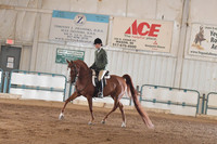 038 Arabian Hunter Pleasure Limit Horse
