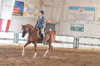 041 Arabian Hunter Pleasure Novice Horse