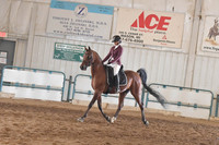 054 Arabian Sport Horse Under Saddle JTR