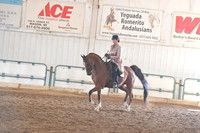 102 Arabian Country Pleasure Junior Horse