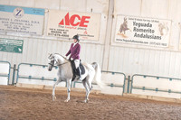 105 Arabian Sport Horse Under Saddle AATR