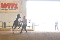 055 Support Crew Halter Class-Jackpot