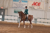 063 Arabian Hunter Pleasure JTR 14 & Under