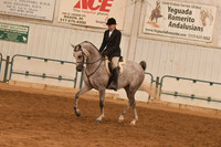 069A Arabian Hunter Pleasure Junior Horse