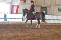 172 Arabian Hunter Pleasure Champ. JTR