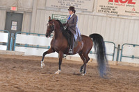 181 Arabian Country Pleasure Champ. AATR