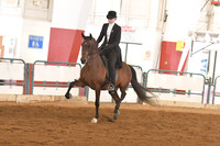 191 Arabian English Pleasure Champion ATR