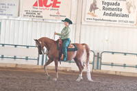 087 Arabian Western Pleasure Open