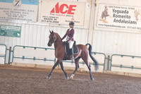 088 Arabian Sport Horse Show Hack Open