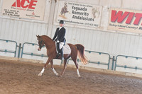 115 Arabian Sport Horse Under Saddle Open