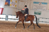 121 Arabian Hunter Pleasure AAOTR 40 & Over