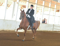 013 ASB 3 Gaited Country Pleasure Adult