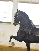 035 Hackney Pony Pleasure Driving Stake