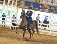 041 ASB 3 Gaited Show Pleasure JR Exhibitor