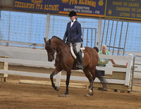 119 Arabian Hunter Pleasure Stake