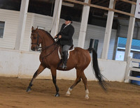 120. Half Arabian Hunter Pleasure Stake
