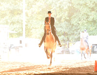 102 Saddlebred 3Gaited Country Pleasure Stake