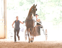 125 Saddlebred Show Pleasure Driving Stake