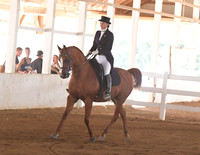 095 Arabian & Half Arabian Show Hack Open