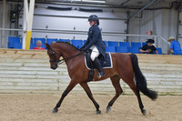 676 Arabian Sport Horse Show Hack ATR
