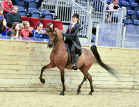 22 Saddle Seat Eq JTR 13 & Under
