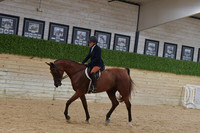 667 Arabian Sport Horse Under Saddle AATR