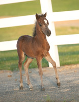 2022 Filly