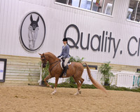 28 Arabian Hunter Pleasure JTR 14 & Under