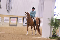 33c A/HA/AA Walk Trot 11 & Over