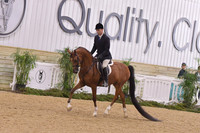 22a Arabian Hunter Pleasure Novice Horse