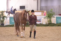 20 Halter Showmanship AATH