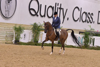 71 Arabian Hunter Pleasure Ladies & Gents