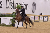 72 HA/AA English Pleasure Junior Horse