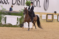 49 Saddle Seat Equitation JTR 14 & Under