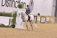 50A – Arabian Hunter Pleasure Geldings & Stallions