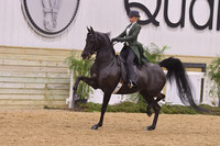 58 HA/AA English Pleasure JTR