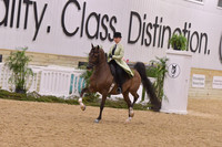 79a Arabian Country Pleasure JTR 14u