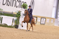 81A – Arabian Country English Pleasure Novice Horse