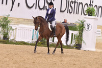 82 Arabian Hunter Pleasure AATR 19-39