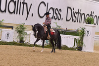 89 Arabian Western Pleasure Ladies & Gents