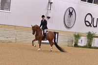 80a Arabian Hunter Pleasure Limit Horse