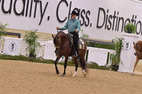 81 Arabian Western Pleasure AOTR