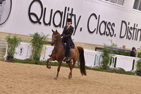 109 Arabian Country English Pleasure ATR Select Rider