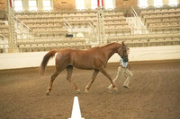 247 COWGIRL MOON
