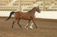 265 BEL PHARAOH